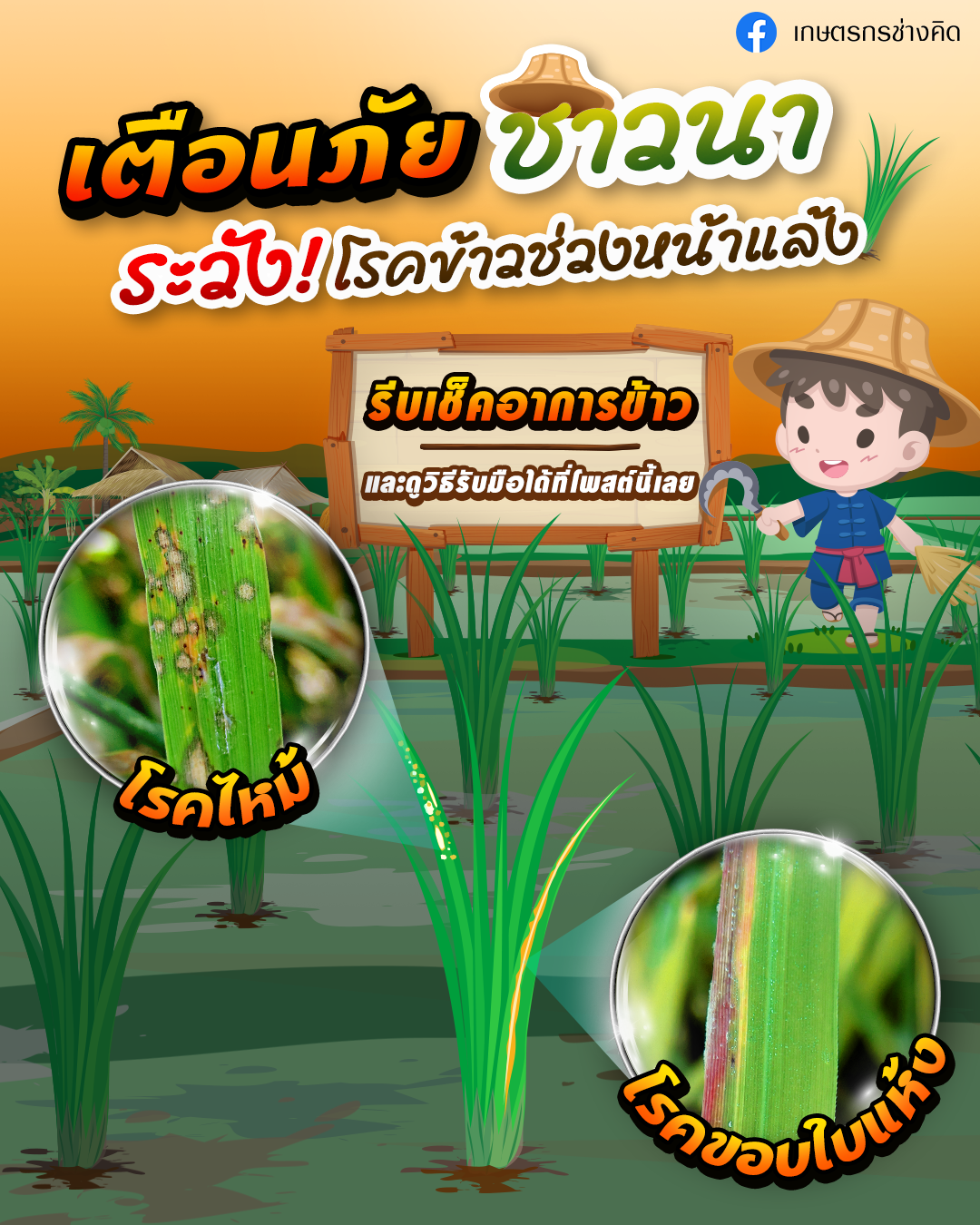 200306_03Mar_Puitip_JPG04-RiceBlastDisease_4-5