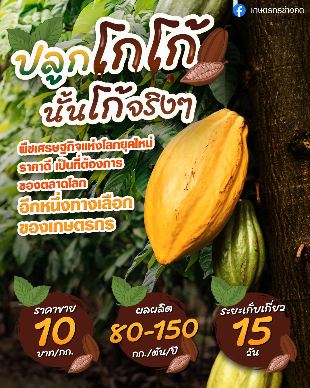 200623_03Jun_Puitip_JPG04-Cocoa_4-5